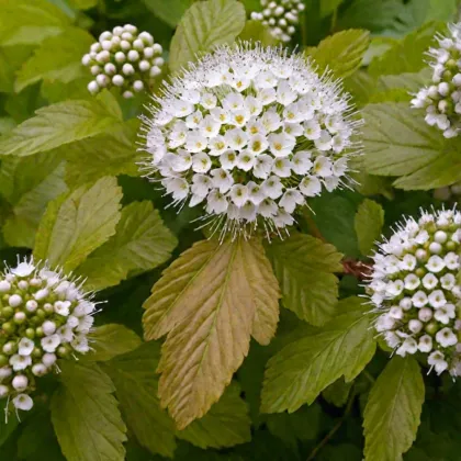 Пузыреплодник Дартс Голд