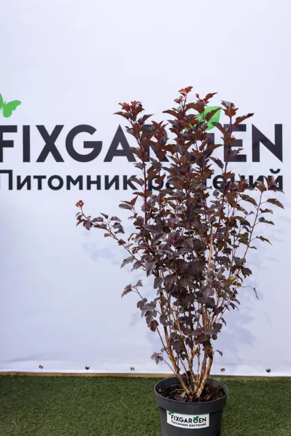 Пузыреплодник Дьабло дэ Ор