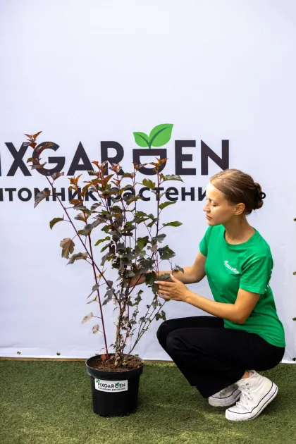 Пузыреплодник Дьябло