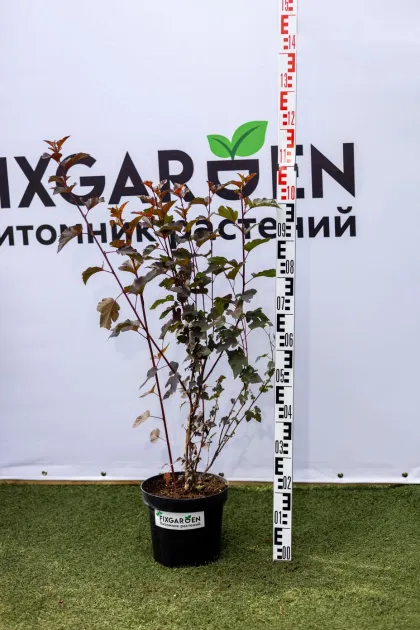 Пузыреплодник Дьябло