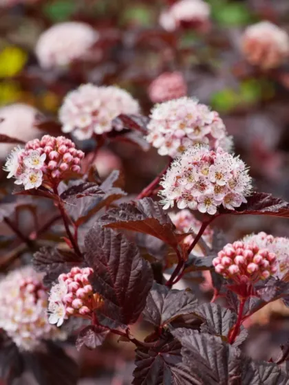 Пузыреплодник Калинолистный