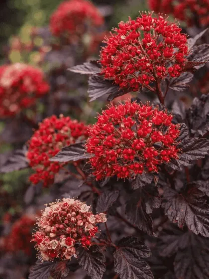 Пузыреплодник калинолистный "Ред Барон"