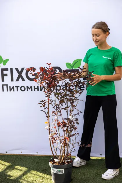 Пузыреплодник калинолистный "Ред Барон"