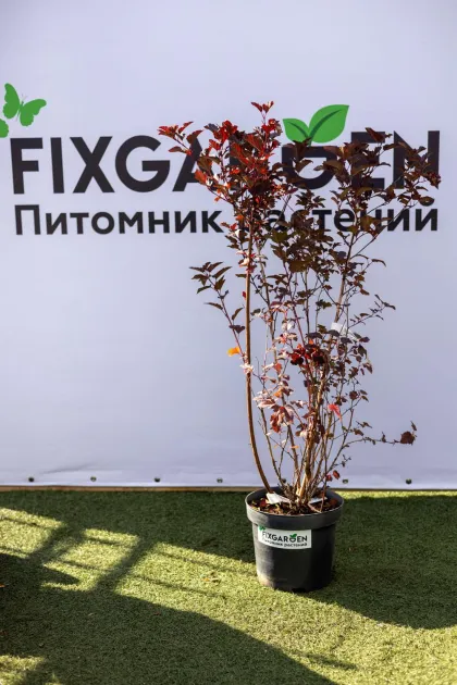 Пузыреплодник калинолистный "Ред Барон"