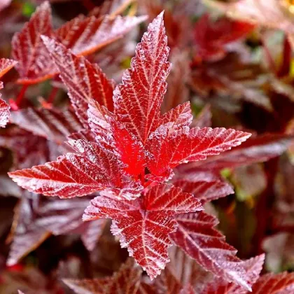 Пузыреплодник Леди ин Ред