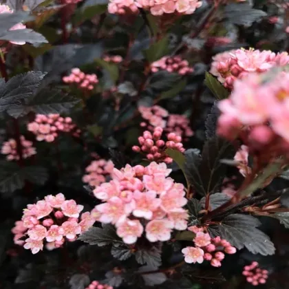 Пузыреплодник Литл Девил