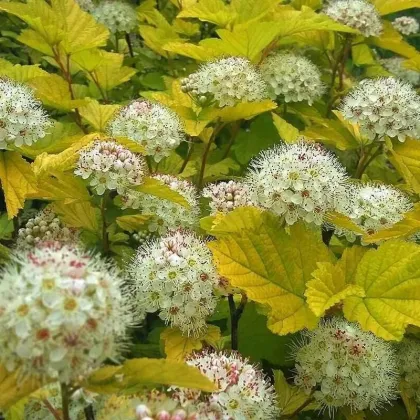 Пузыреплодник Лютеус