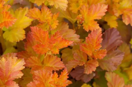 Пузыреплодник Эмбер Джубиле