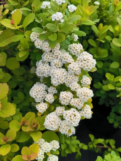 Спирея Березолистная Тор Голд