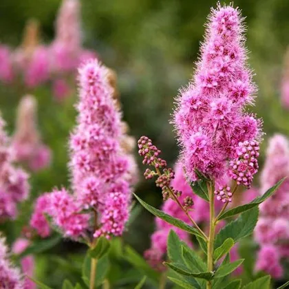 Спирея Билларда