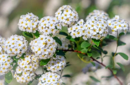 Спирея Вангутта