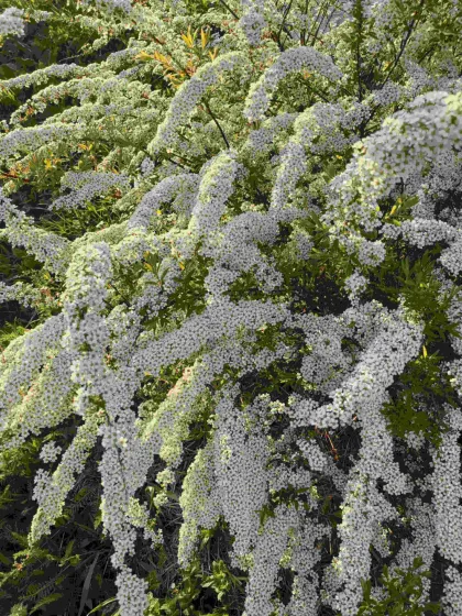 Спирея серая Грефшайм