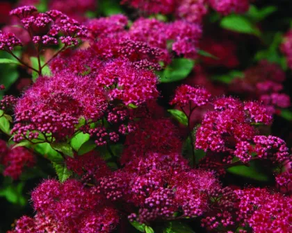 Спирея япон. Антони Ватерер