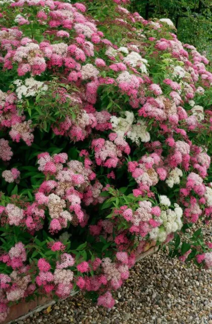 Спирея япон. Генпей