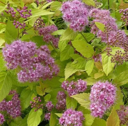 Спирея япон. Голд Маунд