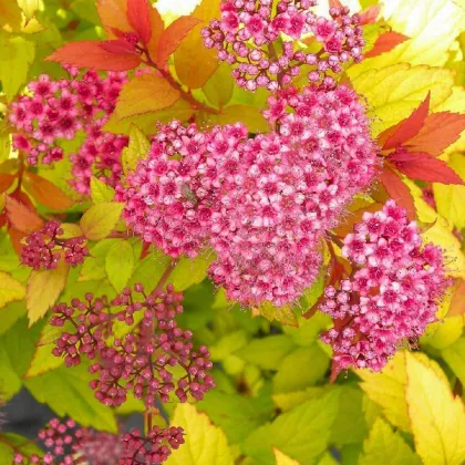 Спирея япон. Голд Флейм