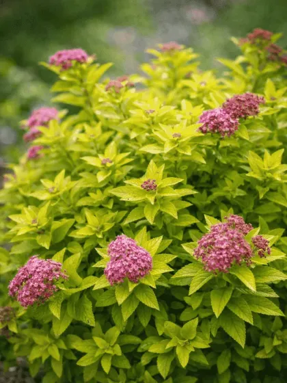 Спирея япон. Голден Джек