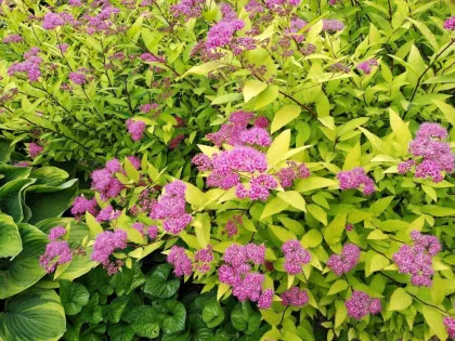 Спирея япон. Голден Принцес