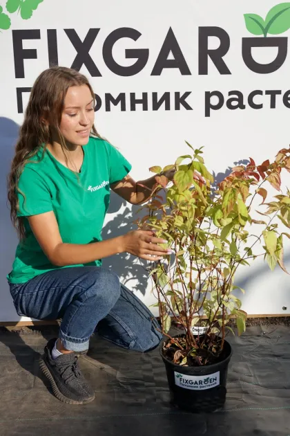 Спирея япон. Макрофилла