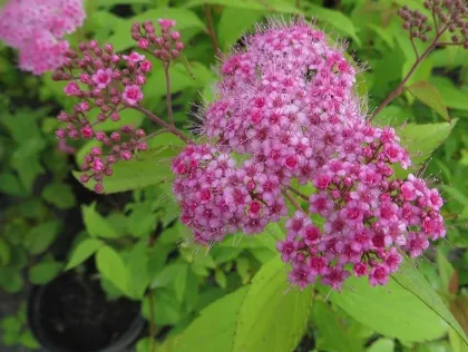 Спирея япон. Макрофилла