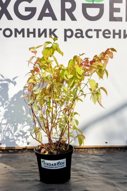 Спирея япон. Макрофилла