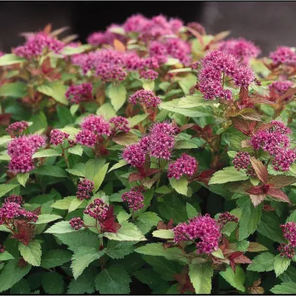 Спирея япон. Меджик Карпет