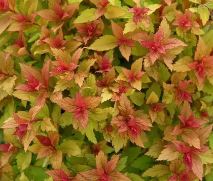 Спирея япон. Мерло Стар