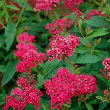 Спирея япон. Неон Флэш