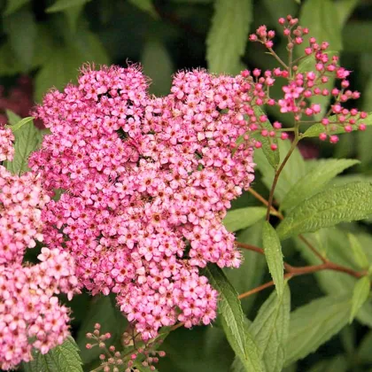 Спирея япон. Фробели