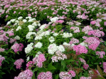 Спирея япон. Широбана