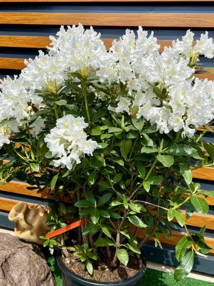 Рододендрон гибрид. Каннингемс Уайт