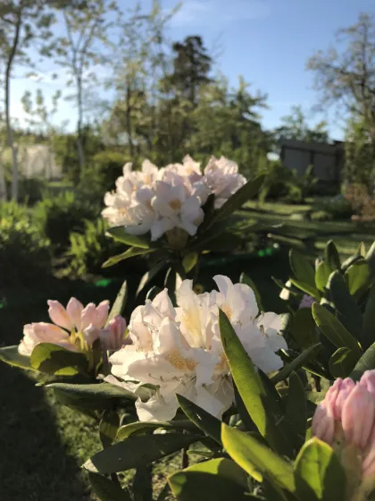 Рододендрон гибрид. Каннингемс Уайт