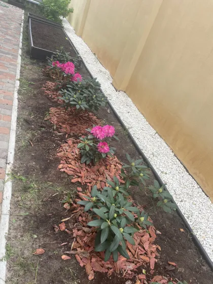 Рододендрон гибрид. Пинк Леди