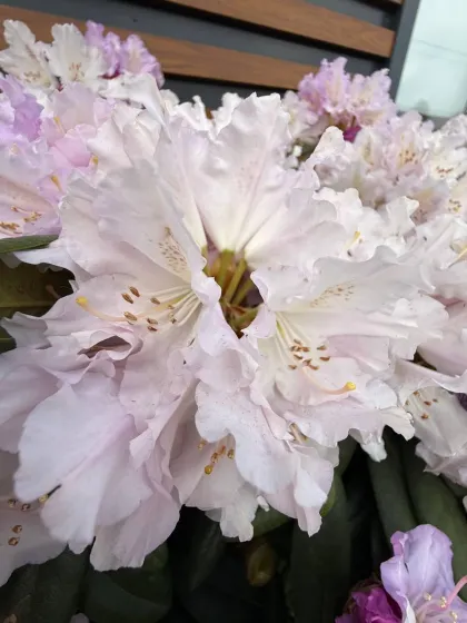 Рододендрон гибрид. Розеум Элеганс