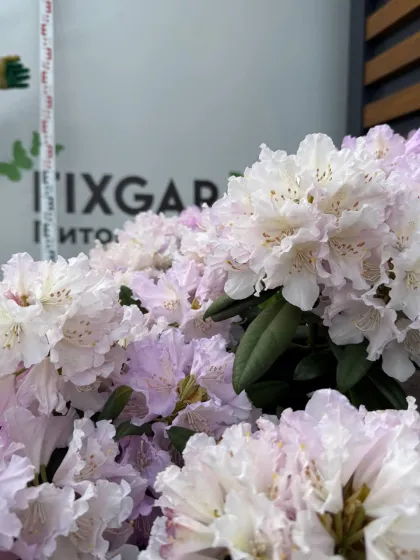 Рододендрон гибрид. Розеум Элеганс