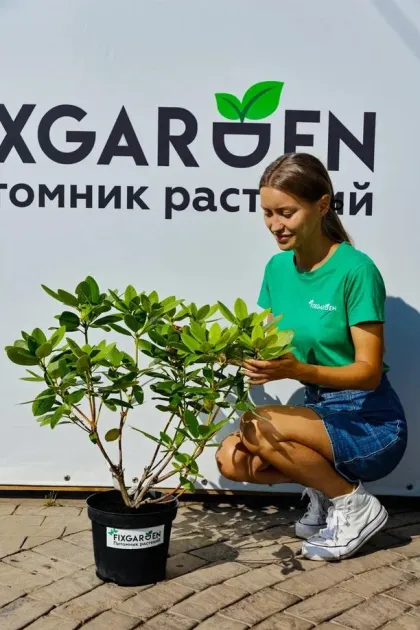 Рододендрон кэтевбинский Грандифлорум