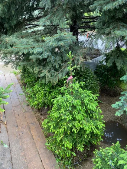 Ель сербская