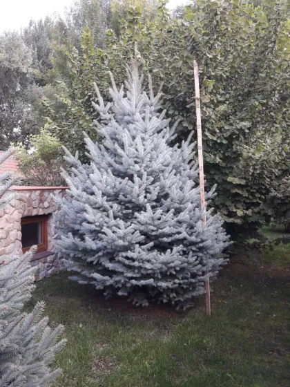 Ель колючая глаука