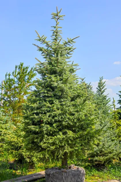 Ель колючая глаука