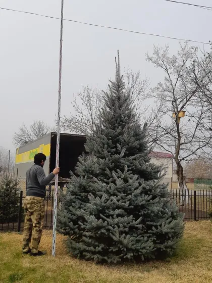 Ель колючая глаука