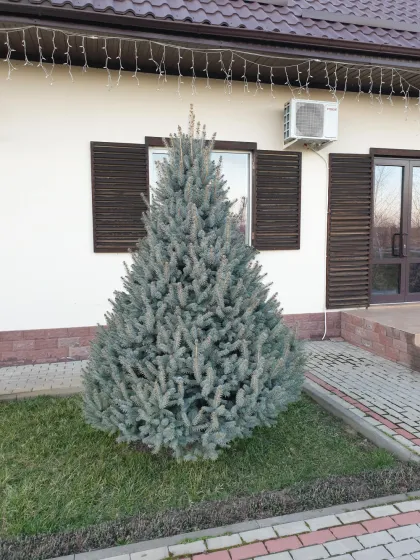 Ель колючая глаука