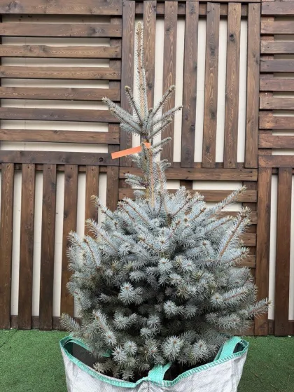 Ель колючая Эдит