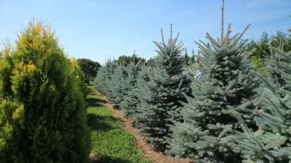 Ель колючая Эдит