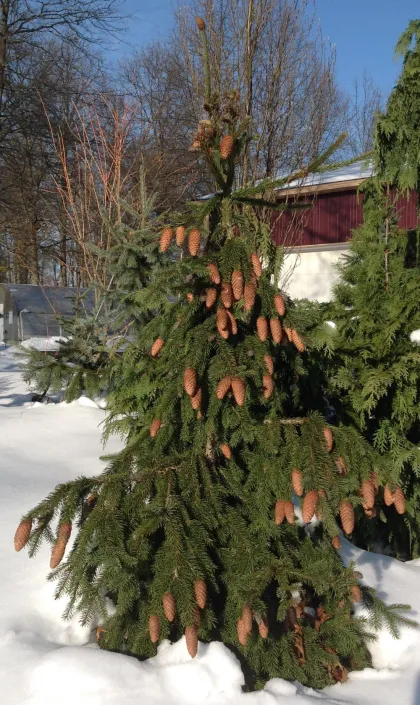 Ель обыкновенная Акрокона