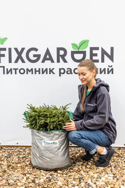 Ель обыкновенная Нидиформис