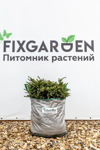 Ель обыкновенная Нидиформис
