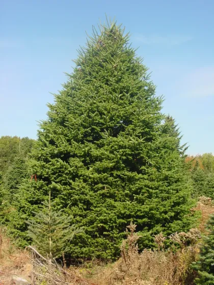 Пихта сибирская