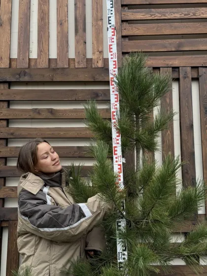 Сосна кедровая