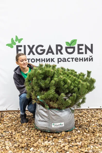 Сосна горная