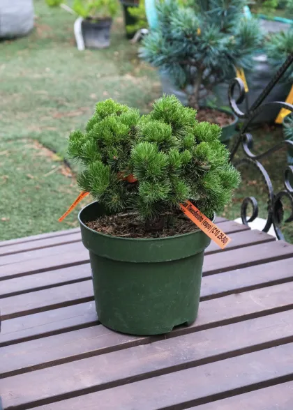 Сосна горная Пикобелло